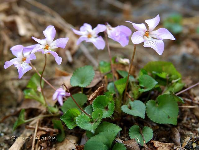 Viola grypoceras