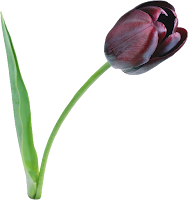 изображение черного тюльпана с синеватым оттенком