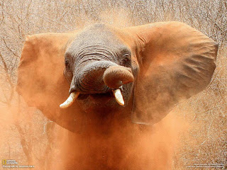 Elephant Tusk Wallpapers