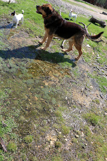 Standing water in the orchard