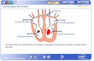  el corazón