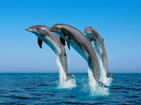 приснились дельфины