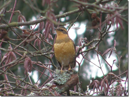 Varied Thrush