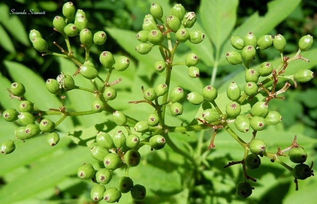 Sambucus ebulus, ebbio, ebulo, lebbio, nebbio, sambuchella, sambuchello, sambuco nano