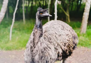 Emu Bird