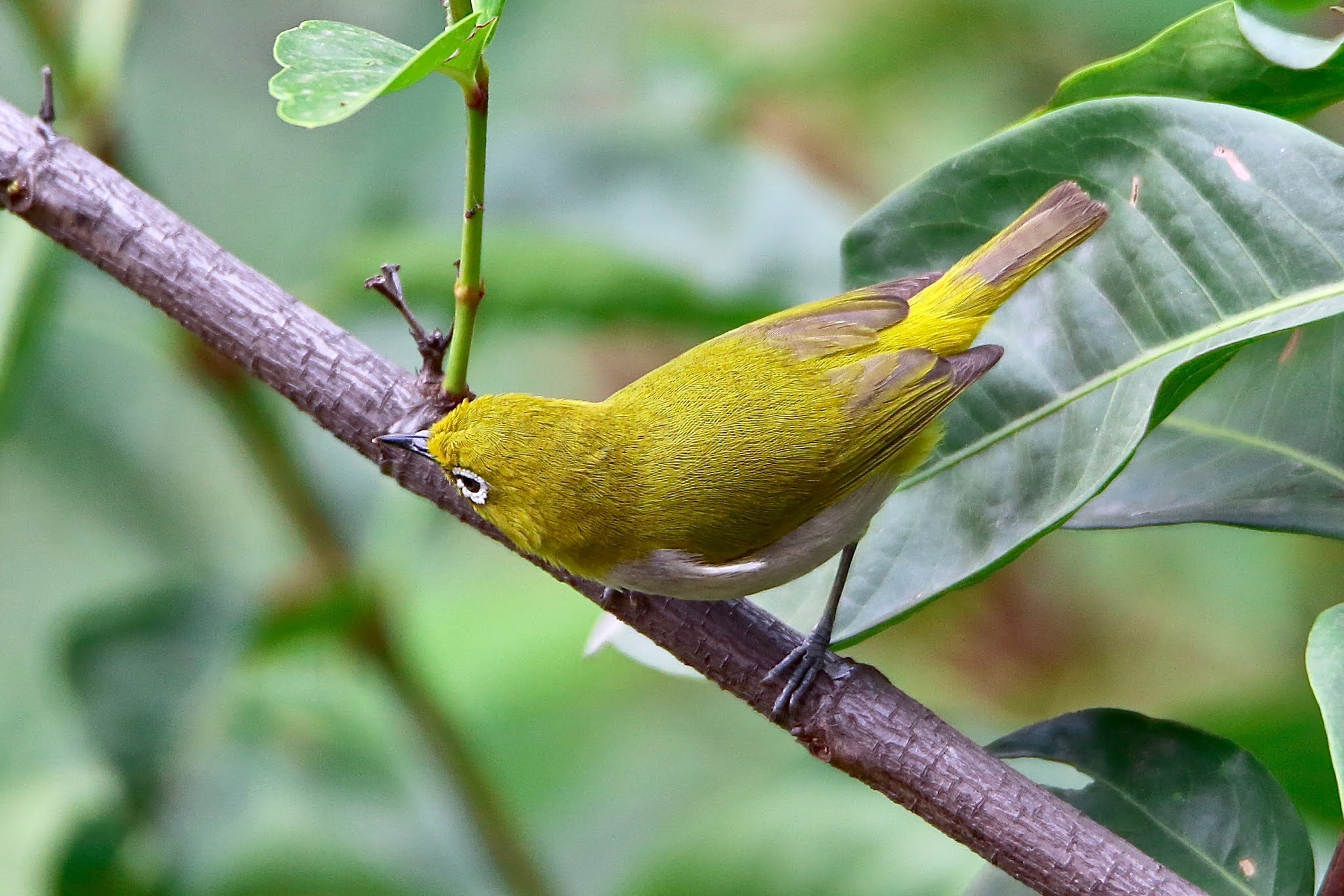 Indian White Eye bird large image, high resolution free