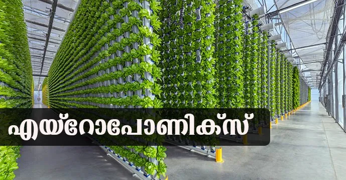 Aeroponics Farming