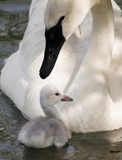 mãe cisne e cisnezinho