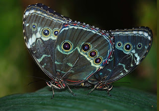 doted-wings-butterfly-leaf-green