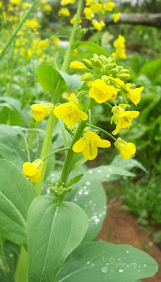 close-up of a yellow pak choy plant flower herb