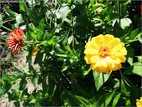 Applecrest Farm: Huertos de Flores