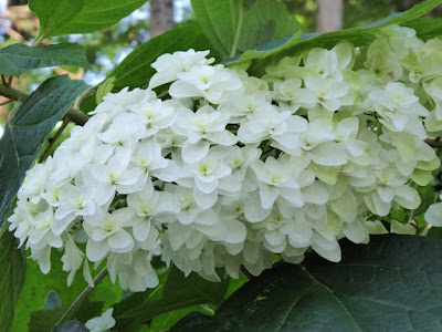 長尾の寺・正俊寺の紫陽花庭園 柏葉紫陽花（カシワバアジサイ）