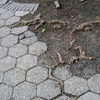 Routed Roots - Union Square.