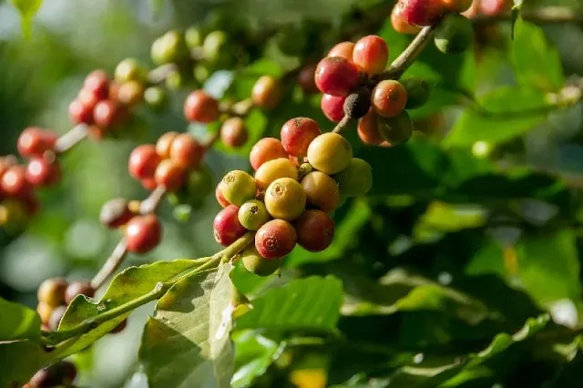 La alarmante verdad detrás de la producción de café: impacto tóxico de los pesticidas en la salud humana y el ecosistema