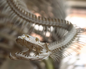 snake skeleton at the museum of natural history Paris