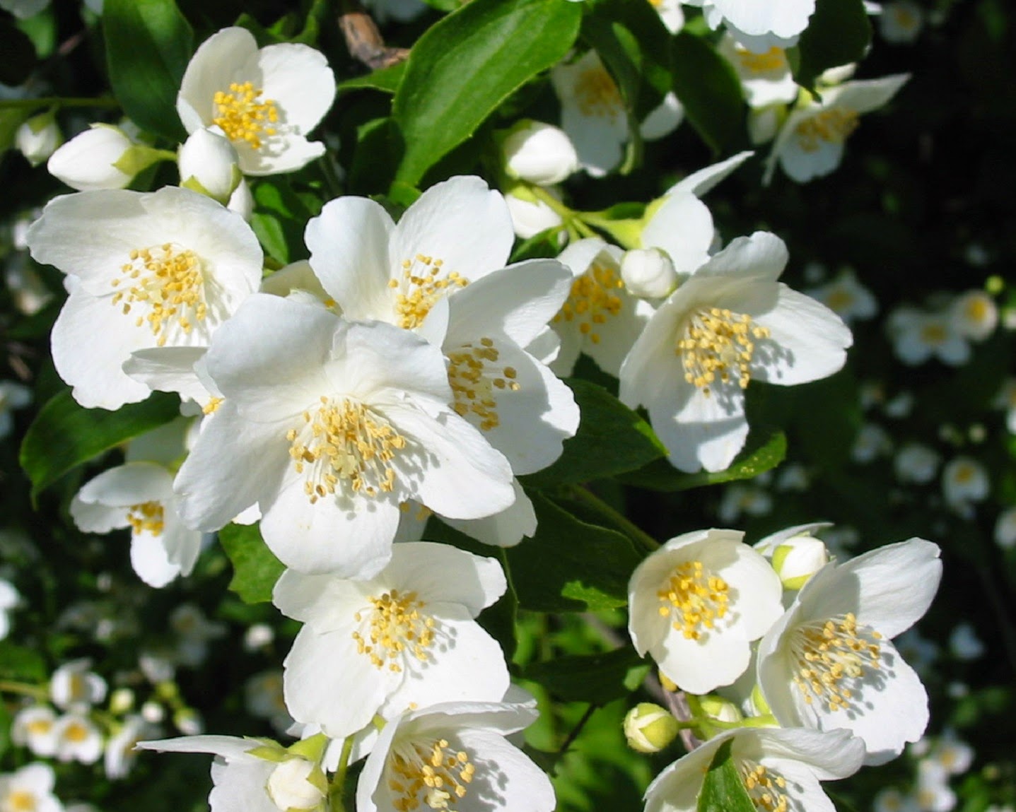 Manfaat Bunga Melati  Putih sebagai Obat Herbal untuk Kesehatan