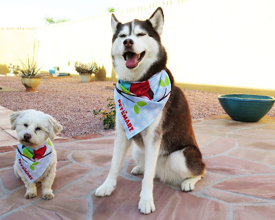 I love that PetSmart gives my dog a pretty bandana at the grooming salon