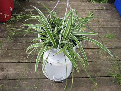 tanaman hias daun spider-plant untuk pembersih udara