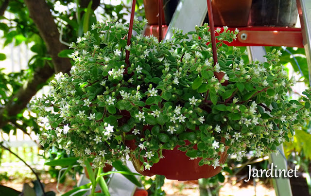 Crassula expansa fragilis