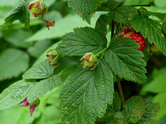 bright red berry hiding in leaves