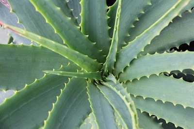 Amazing benefits of Aloe vera for the complete body. Aloe Vera plant is a plant for everyone and everyone must have this plant in their home. Aloe Vera plant is widely available and can be easily grown in your balcony and garden, it's a very useful  Aloe vera benefits for Skin:     Aloe vera contains vitamin E, which really helps to increase our skin tone, it also helps to cleanse skin pores completely and acts as one of the best antibacterial for skin.   Aloe vera considers as best for fairness. Softly rub the fresh leaf on your skin 3-5 times a week and see the result yourself.     Aloevera benefits for Hair:     Aloe vera helps to nourish hair and increases the density of hair. Aloe Vera  helps in  growth of  your hair longer and prevents them from turning grey. It’s a complete tonic for hair. You can use  three times a week and see the result yourself.  Aloe vera benefits for Digestions and weight loss:     It keeps your body healthy and fit. Aloe Vera improves the digestion and help to control the body weight. Really aloe vera prove beneficial in diabetes.  It’s a complete tonic for our body, with the help of this video we have highlighted the benefits of Aloe vera, how to use Aloe vera, in how much quantity we have to eat, and the other uses of it. We will also mentioned in brief about; what are the main ingredients of Aloe vera, and how it help our body and its amazing benefits.         Aloe vera can be used in winter as well as summer and beneficial for all skin type. Aloe vera contains a substance  called proteolytic enzymes which repairs dead skin cells on the scalp. It also acts as a great conditioner and leaves your hair all smooth and shinye are some benefits of Aloe vera:  Detoxify the body. Hydrates the skin.  Cooling and repairing sunburn skin. Fights acne. Prevents kidney stone. Stabilize blood sugar. Protects the body from stress.  Supports the immune system.  Aloe vera benefits for Skin: Aloe vera  has  vitamin E, which really helps to increase our skin tone, it also helps to cleanse skin pores completely and acts as one of the best antibacterials for the skin.  It’s a complete tonic for our body, with the help of this video we have highlighted the benefits of Aloe vera, how to use Aloe vera, in how much quantity we have to eat, and the other uses of it. We will also mention in brief about; what are the main ingredients of Aloe vera, and how it helps our body and its amazing benefits. 