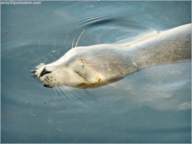 Foca en Rockport, Massachusetts