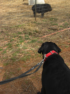 Picture of Duchess eyeing my mini pig Milo