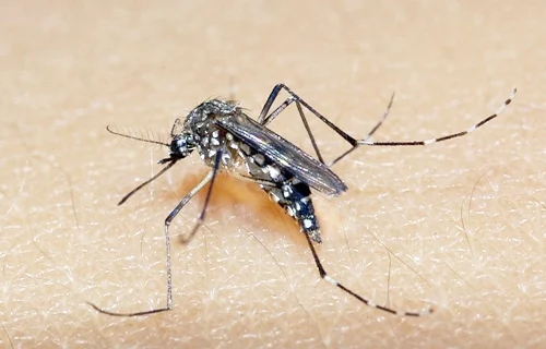 Cinco cidades de Rondônia registram surto de dengue em maio de 2021