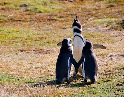 Penquin Wedding Seno Otway Tierra del Fuego Chile