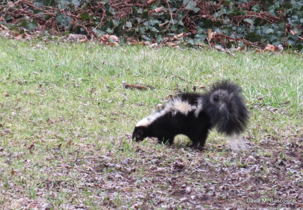 skunk travels birds skunks defence impregnable despite almost might think