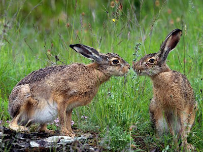hares italy love picture