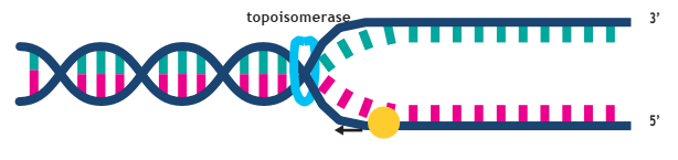 Protein atau Enzim yang Berperan dalam Replikasi DNA