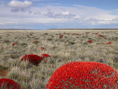 Mata guanaco Anarthrophyllum desideratum