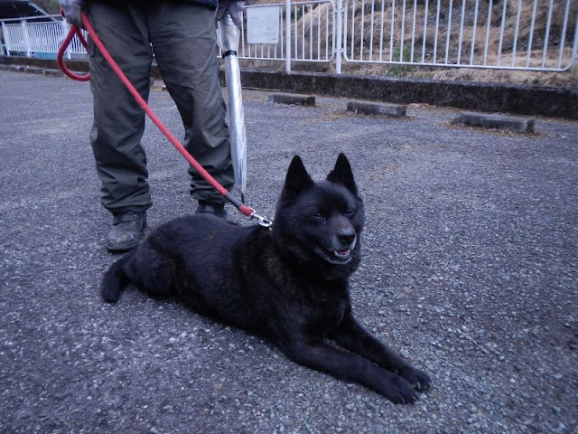 礼儀正しい甲斐犬