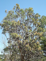 Black pods tree - Wellington Botanic Garden, New Zealand