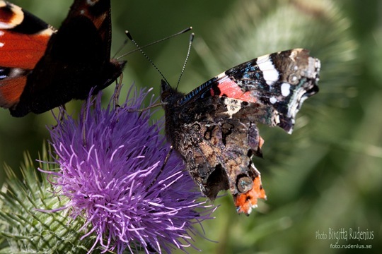 butterfly_20110731_connect1