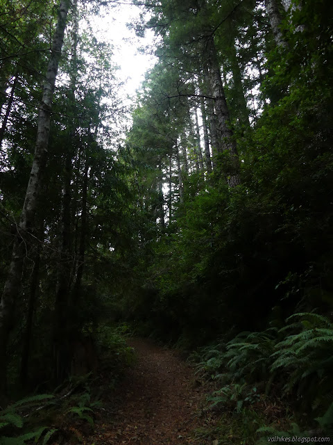 up into the little redwoods