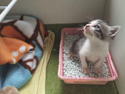 Cat Litter box training