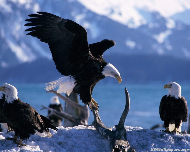 american eagle feeding babies in ice 