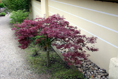 A dwarf Japanese maple