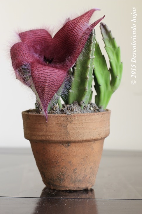 Descubriendo Hojas Flores De Stapelia Y Sus Sorpresas
