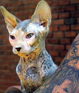 sphynx cat tattoo skin