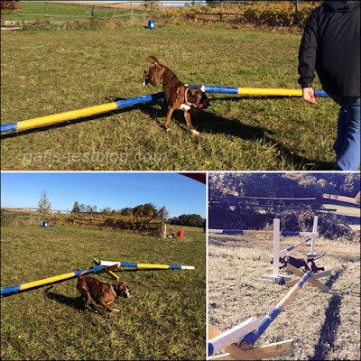 Boxer Amy spielt Pferdchen