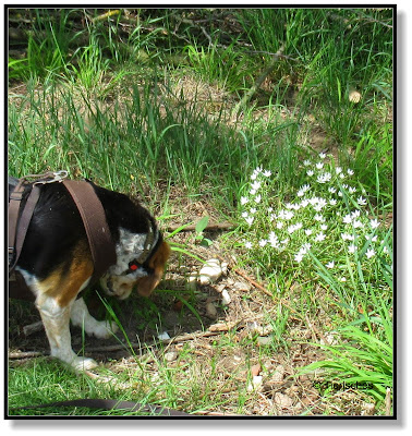 Emma findet weiße Blumen