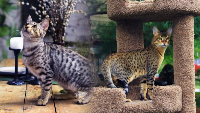 Savannah cat: Origin, Appearance and Character savannah cat
