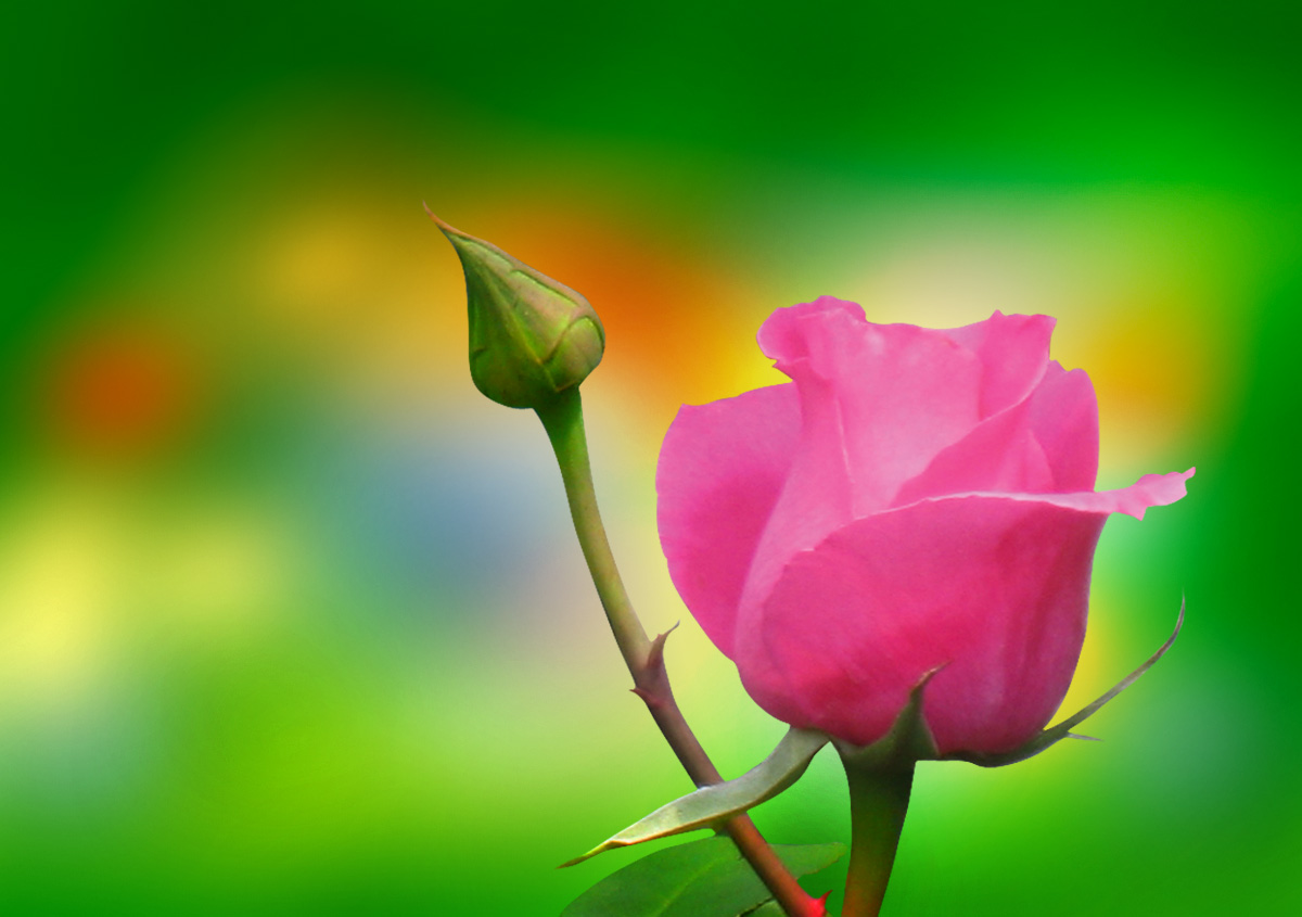 types of vintage flowers Pink Roses Flowers | 1200 x 845