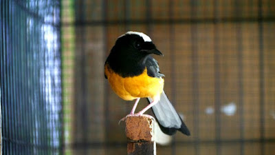 Burung Murai Batu Filipina