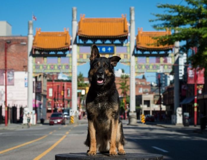 Vancouver Police Canine Unit Released Their 2019 Charity Calendar, And The Photos Are Awesome