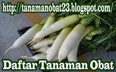 Tanaman Obat Lobak (Raphanus sativus L.)