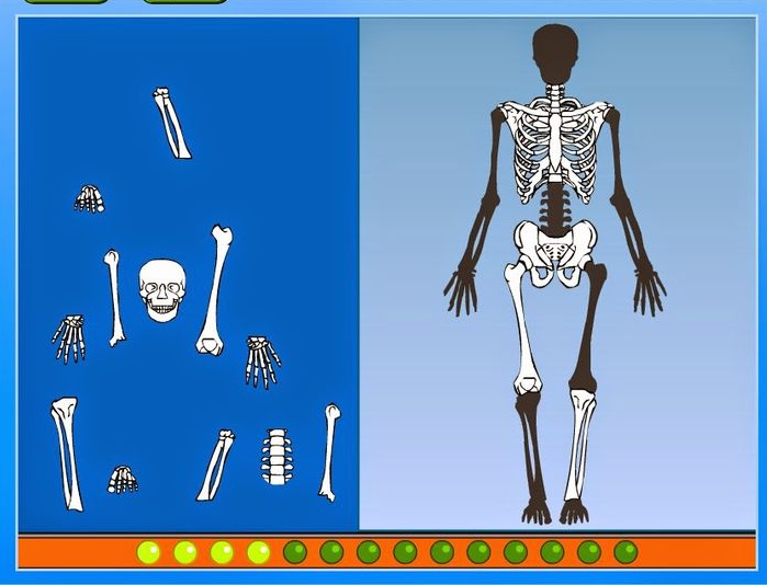 http://www.cyberkidz.mx/cyberkidz/juego.php?spelUrl=library/wetenschap/groep3/wetenschap1/&spelNaam=Esqueleto%20Puzzle&groep=3&vak=wetenschap